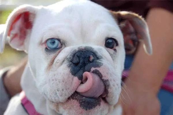 两只眼睛颜色不一样的狗子，到底有什么天赋异禀？