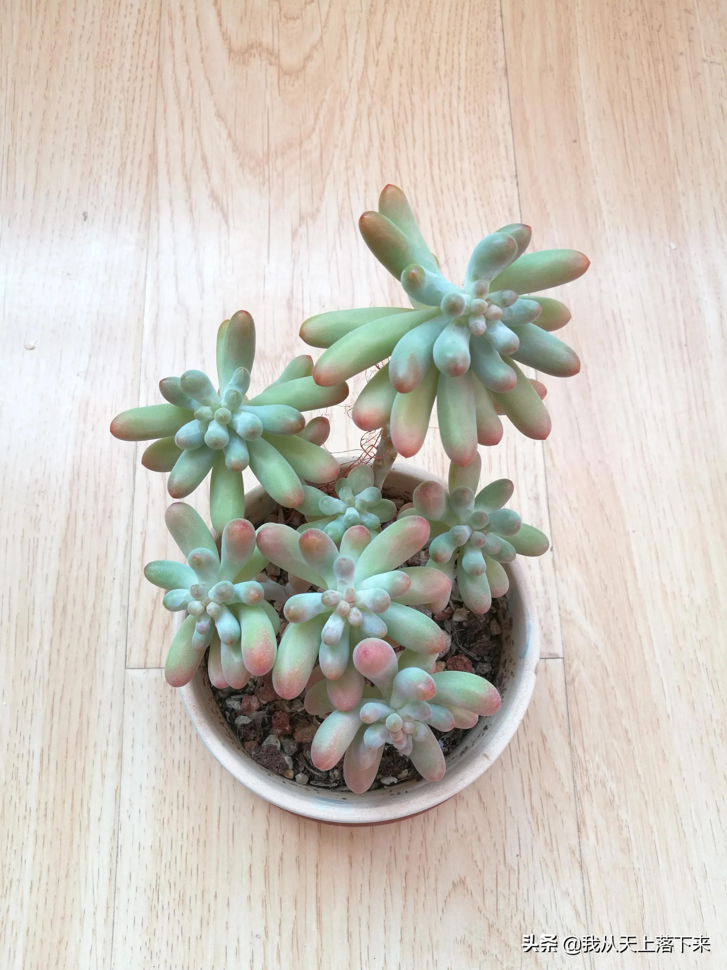 89种常见多肉植物品种图，实物拍摄，还不认识的小伙伴赶紧收藏好