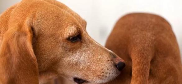 狗狗有寄生虫驱虫药怎么吃才正确,狗狗体内外驱虫药针对虫子一览表