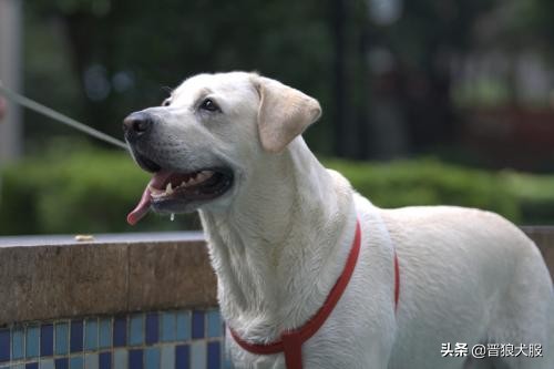 拉布拉多刚接回来太顽皮怎么处理,拉布拉多总是兴奋扑人怎么纠正