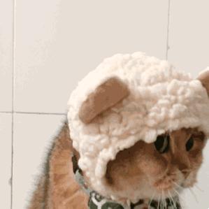 猫咪急救箱必备药物有哪些,猫咪的急救方法