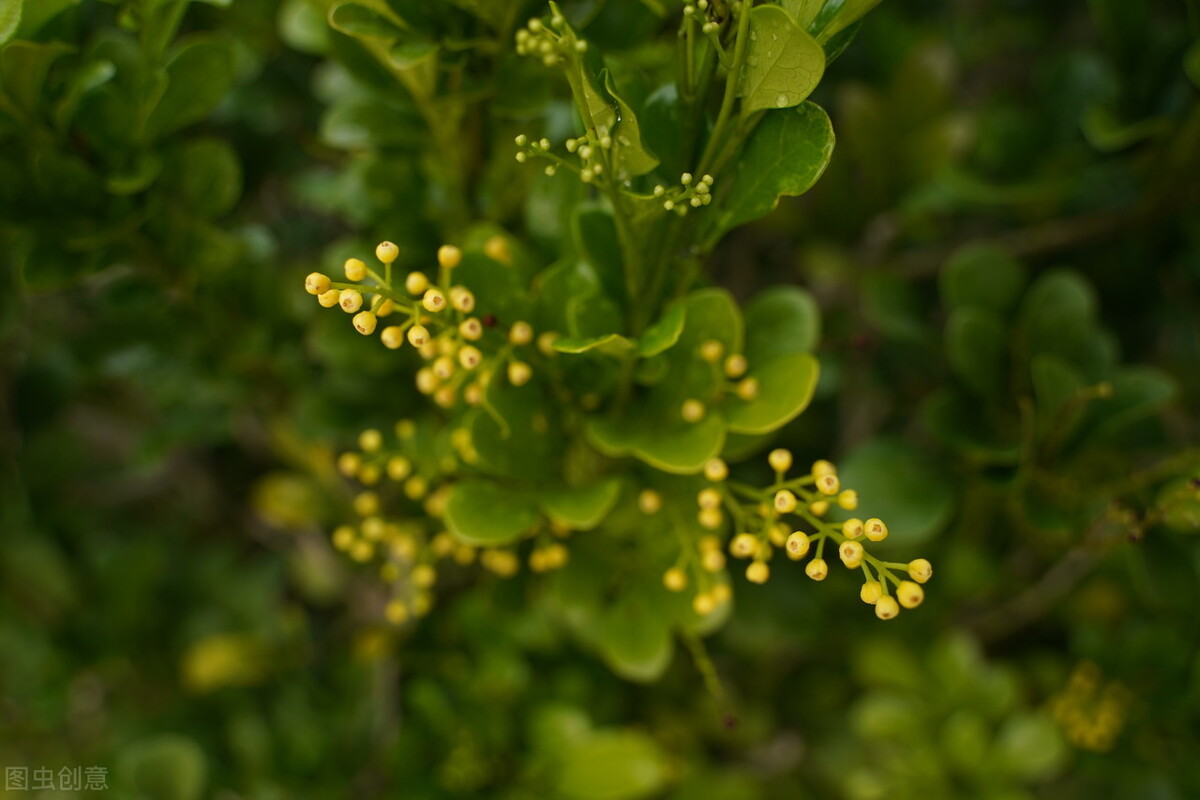 怎样养好米兰花视频,如何养好米兰开花多一点