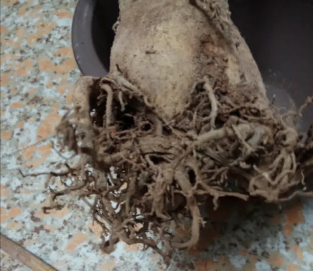 沙漠玫瑰枝干软怎么处理,沙漠玫瑰光杆几月发芽