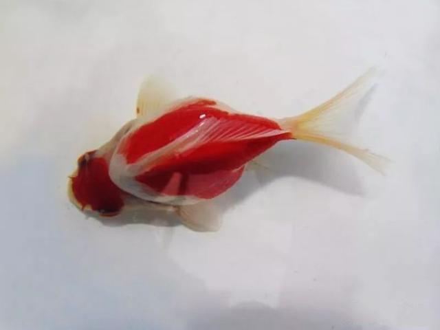 新手养金鱼哪种金鱼最好养,金鱼种类和饲养难度