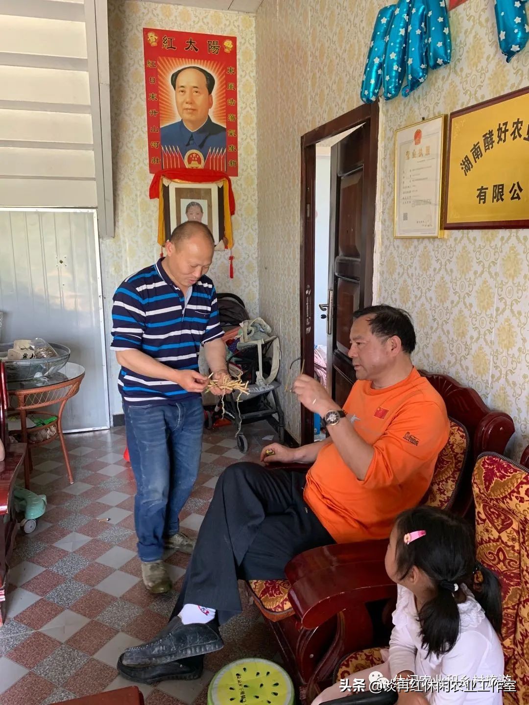 云南红果参一亩产多少斤,四川内江红果参多少钱1斤