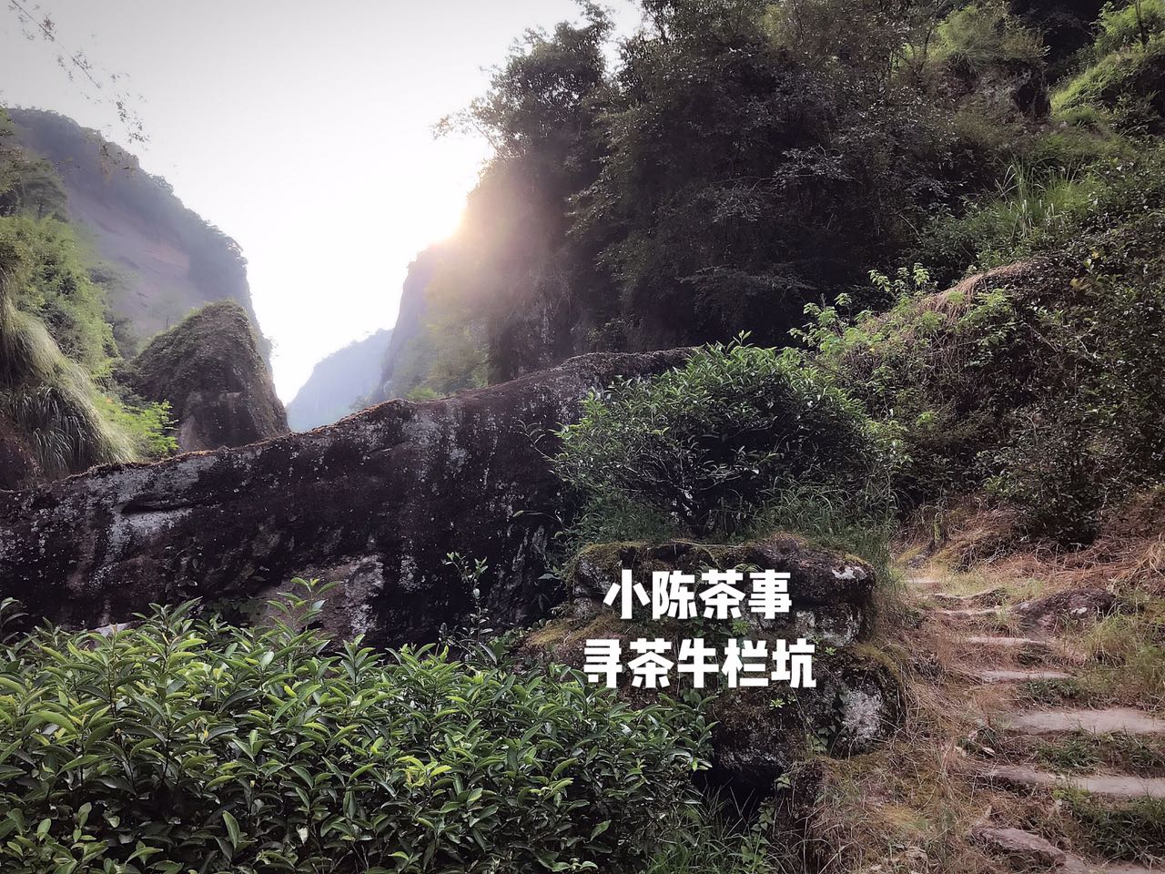 品武夷岩茶几大要领,如何品一杯武夷岩茶的好坏