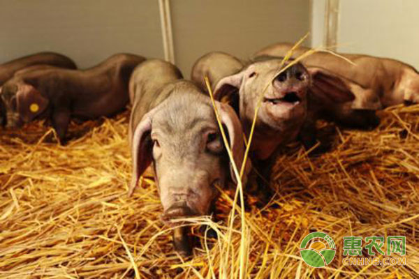 仔猪拉肚子食欲正常,30天仔猪拉稀吃多了怎么治疗