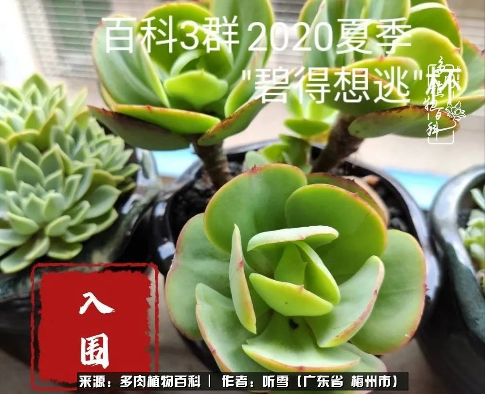 遇见多肉感恩生命中所有的相识,爱上多肉是个压力山大的事