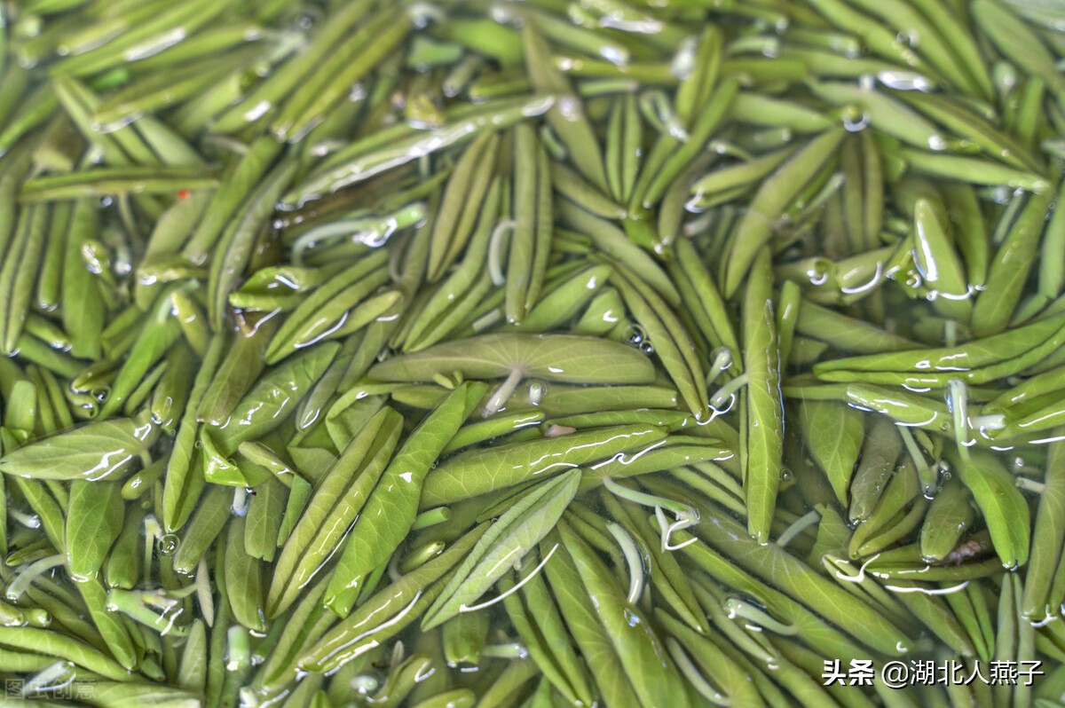 常见野菜的种类和图片大全 (各种野菜大全带图片)