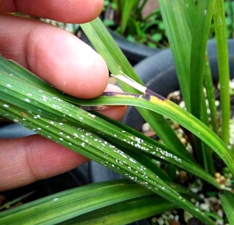 兰花如何预防虫害,兰花新苗怎么防治虫害视频