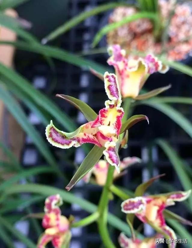 蒙山之春此花浓妆艳抹,彩块鲜红,是养兰人争相收藏的精品