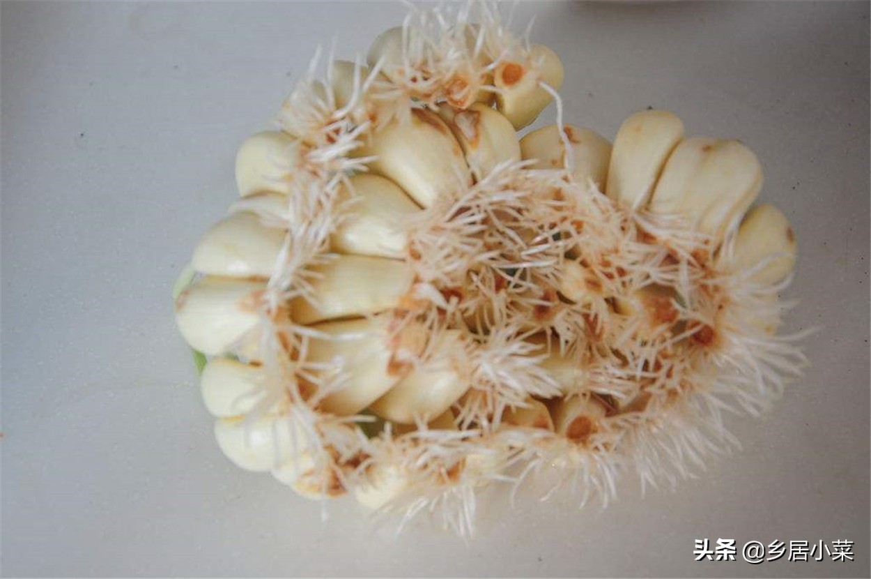 秋天种大蒜不出苗的原因,种植大蒜不生根怎么办