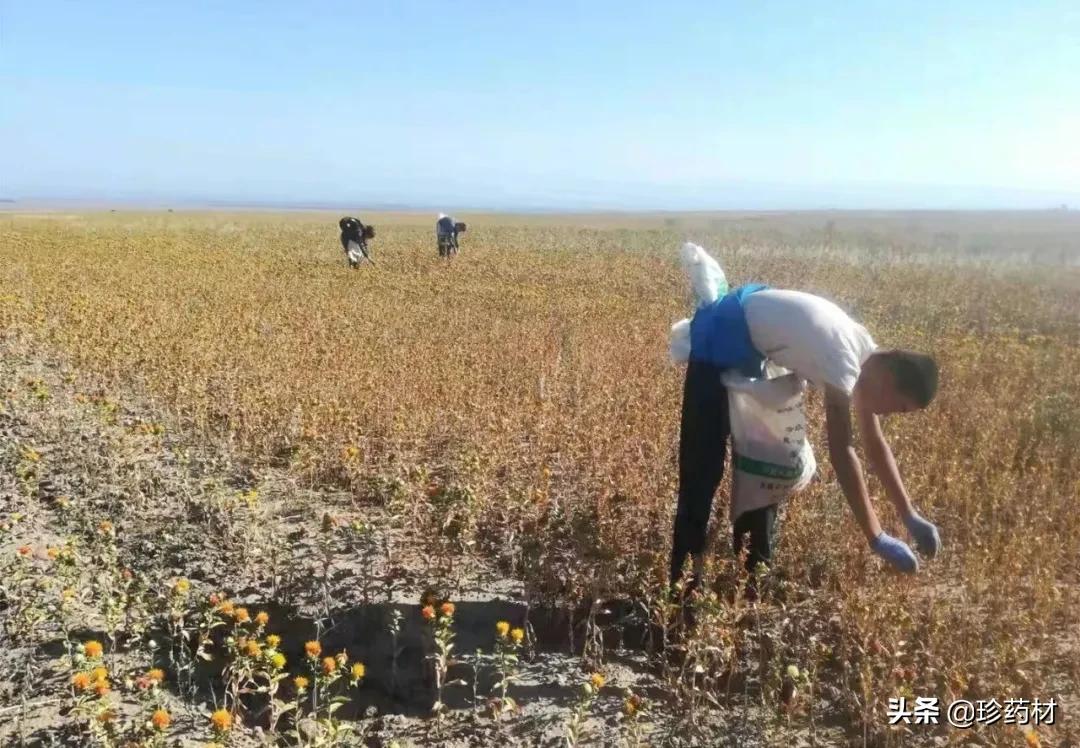 今年红花价格能涨多少,红花最新价格回落