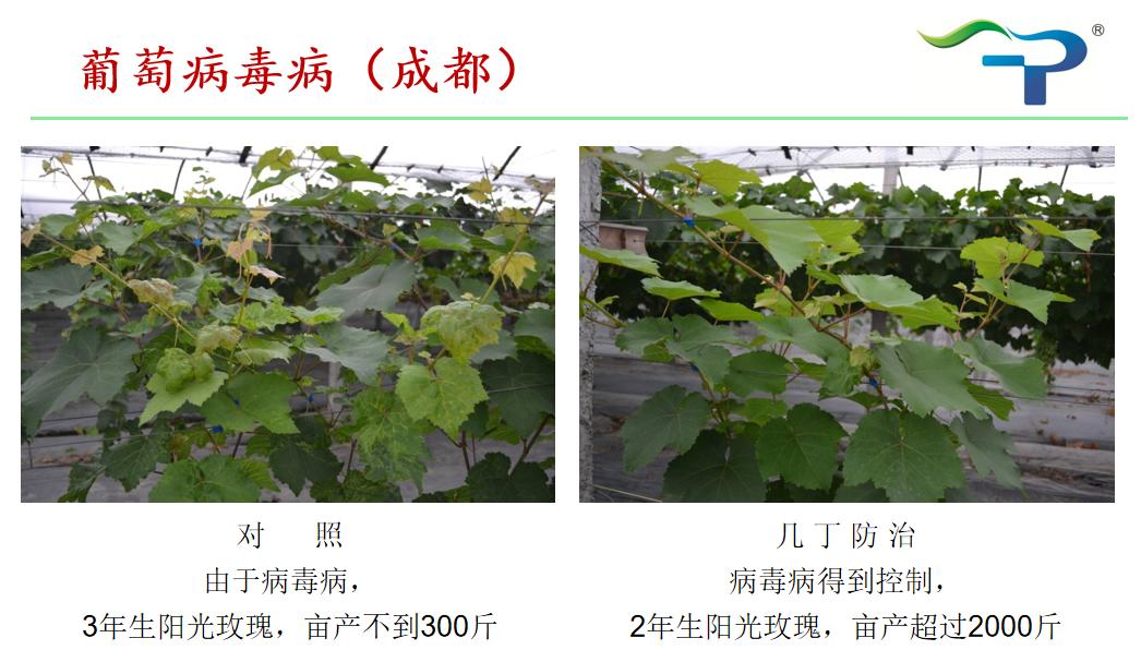 几丁聚糖农药作用机理,几丁聚糖在植物中的作用