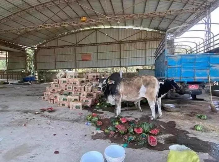 疫情之下中缅西瓜交易市场,缅甸西瓜最新消息