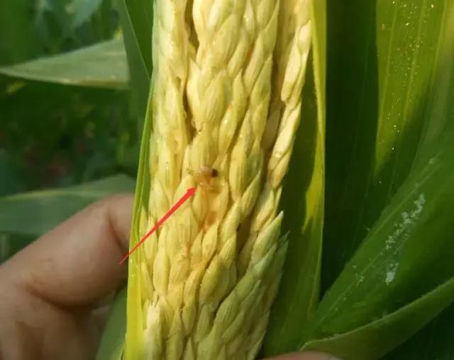 中国玉米叶片病害防治情况,玉米控旺病虫害防治能同时用药吗