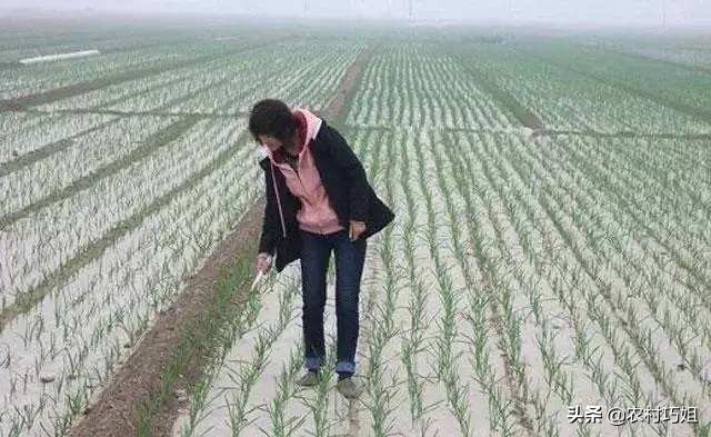 大蒜黄尖打什么药,大蒜黄尖打什么药好