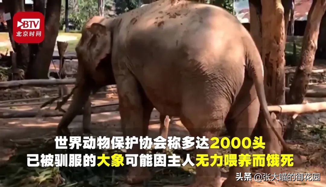 老虎和狮子分离了多久,狮子是百兽之王老虎是森林之王