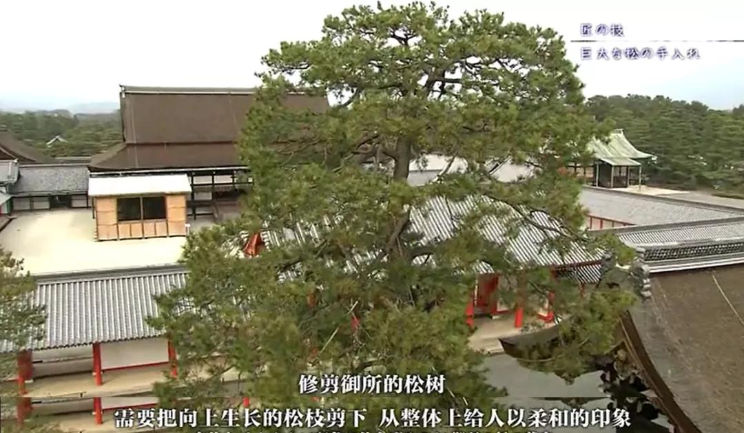 日本为啥那么美,日本为什么精致