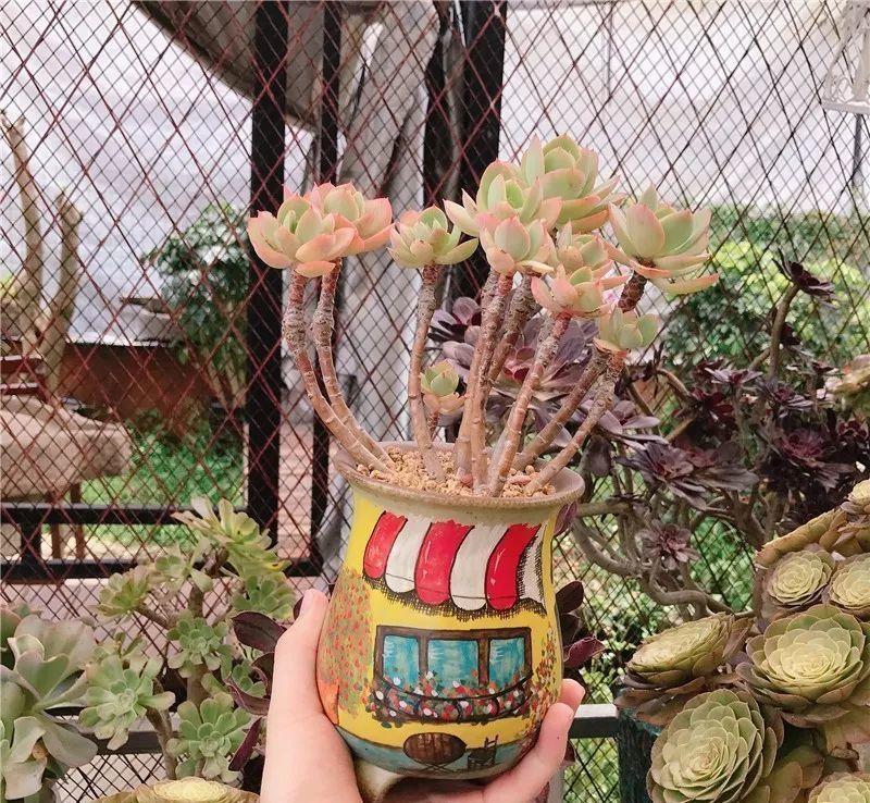 养了8年的“老桩”,价值2000块,这样的碧桃多肉,你舍得买吗?