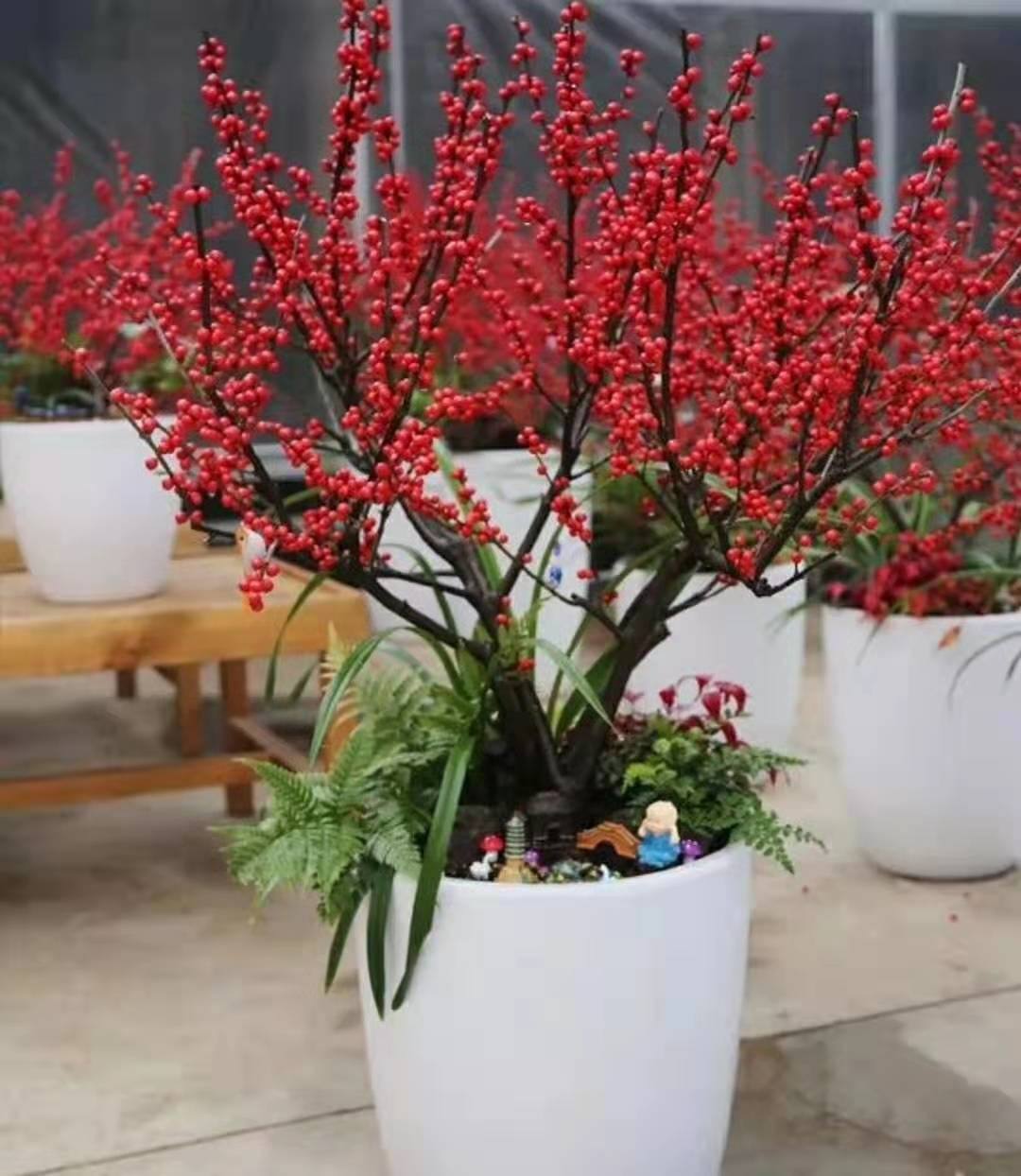 北美冬青的养护方法,北美冬青春天不发芽怎么办