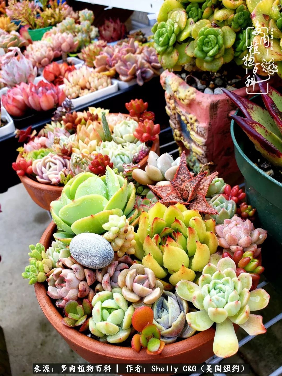 美国纽约有多少华裔人,美国纽约有多少个华人