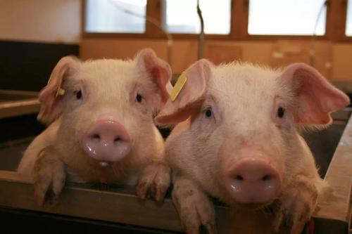 猪呕吐是什么原因,猪呕吐黄色粘稠状的液体怎么回事