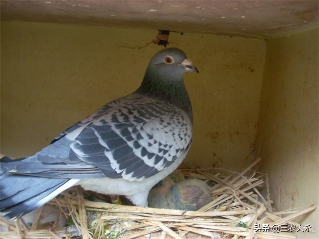 鸽子养殖和日常管理,鸽子养殖户讲解