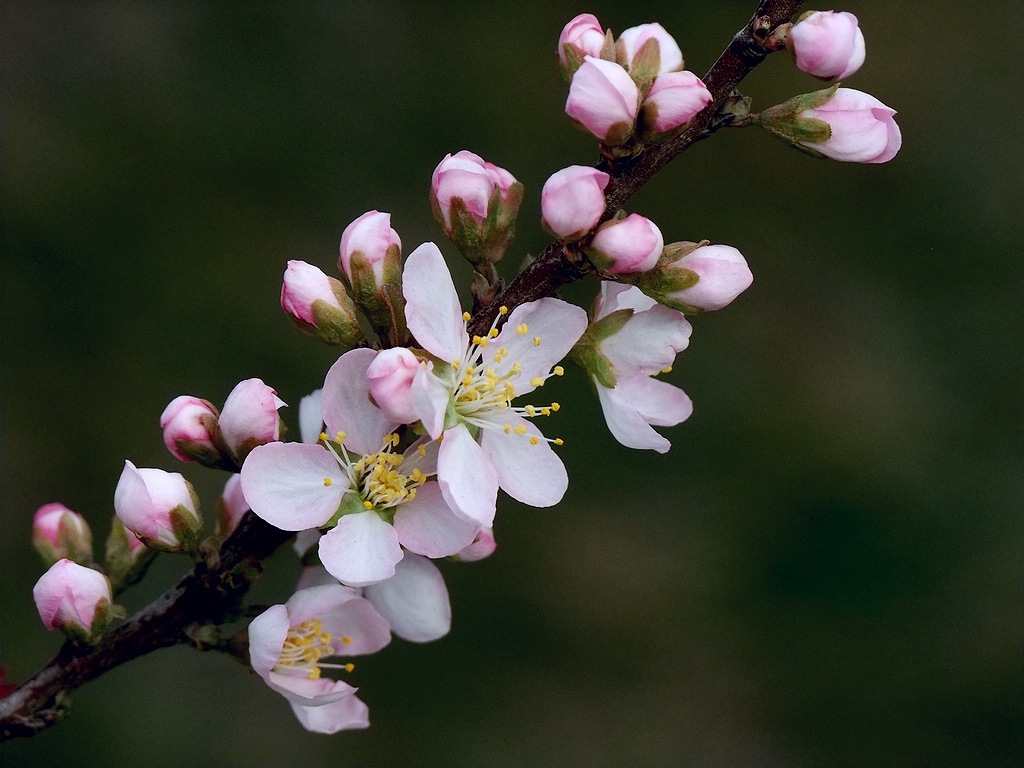棣棠、棠棣、唐棣,我是谁——满城尽带黄金甲VS华如桃李惊落霞