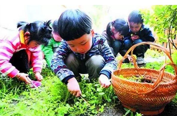 野菜苦苣菜的功效与禁忌,野菜山茄子的功效与作用禁忌