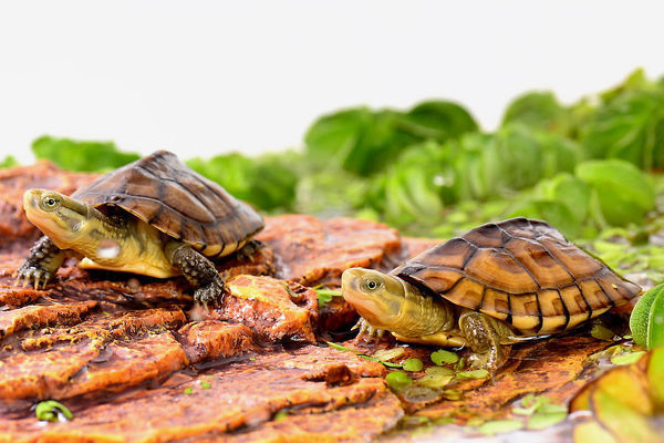 匠志萌宠乐园教学,匠志萌宠