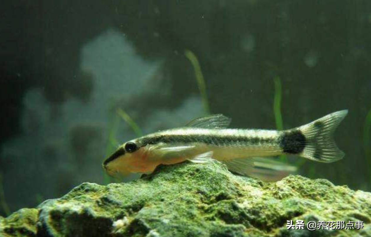 鱼缸里丢田螺,鱼缸里蚬子就剩壳了