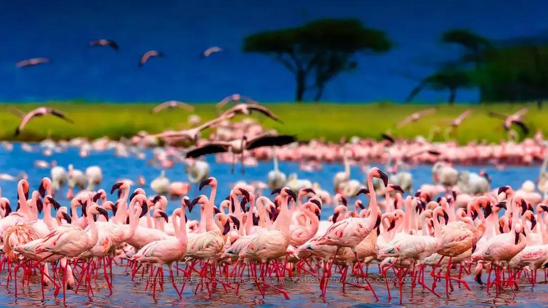 肯尼亚最值得去的地方,肯尼亚最值得去的二十个地方