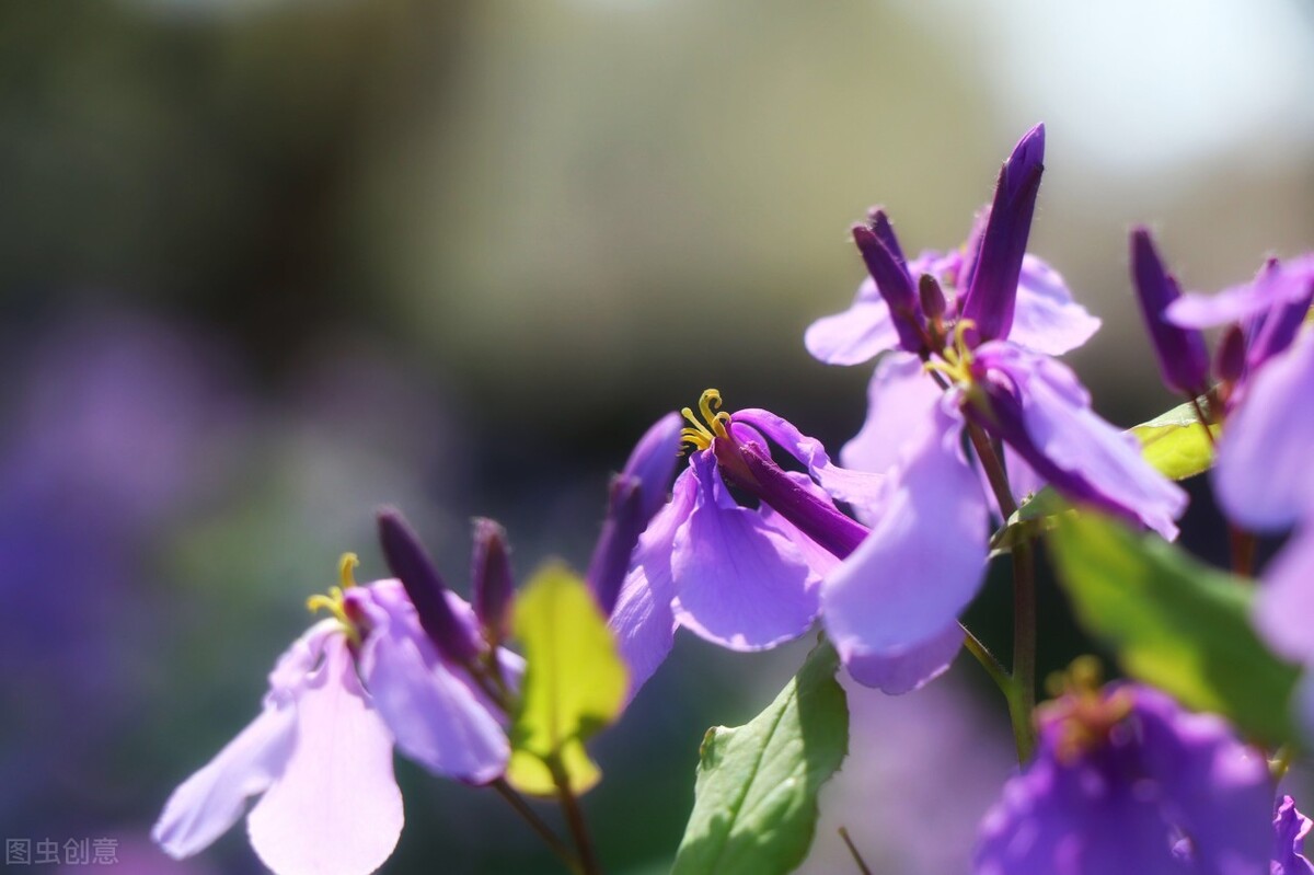 100种常见园林图鉴,列举20类不同的园林花卉