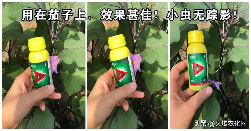 蓟马诱杀器,生物杀蓟马