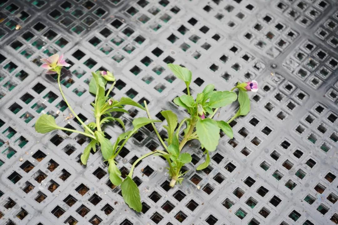 盆栽植物细长徒长怎么办,植物侧枝要不要修剪