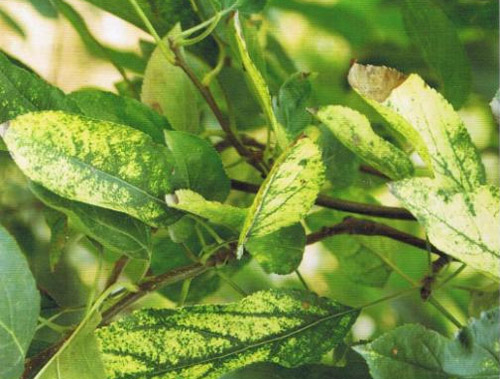 苹果树叶上的黄斑点是什么病害,苹果叶有斑点怎么回事