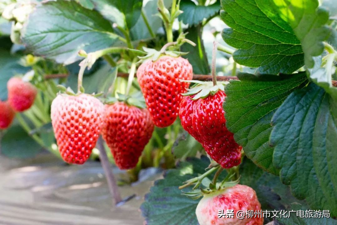 柳州草莓采摘园附近最近地方,柳州附近摘草莓好玩的地方