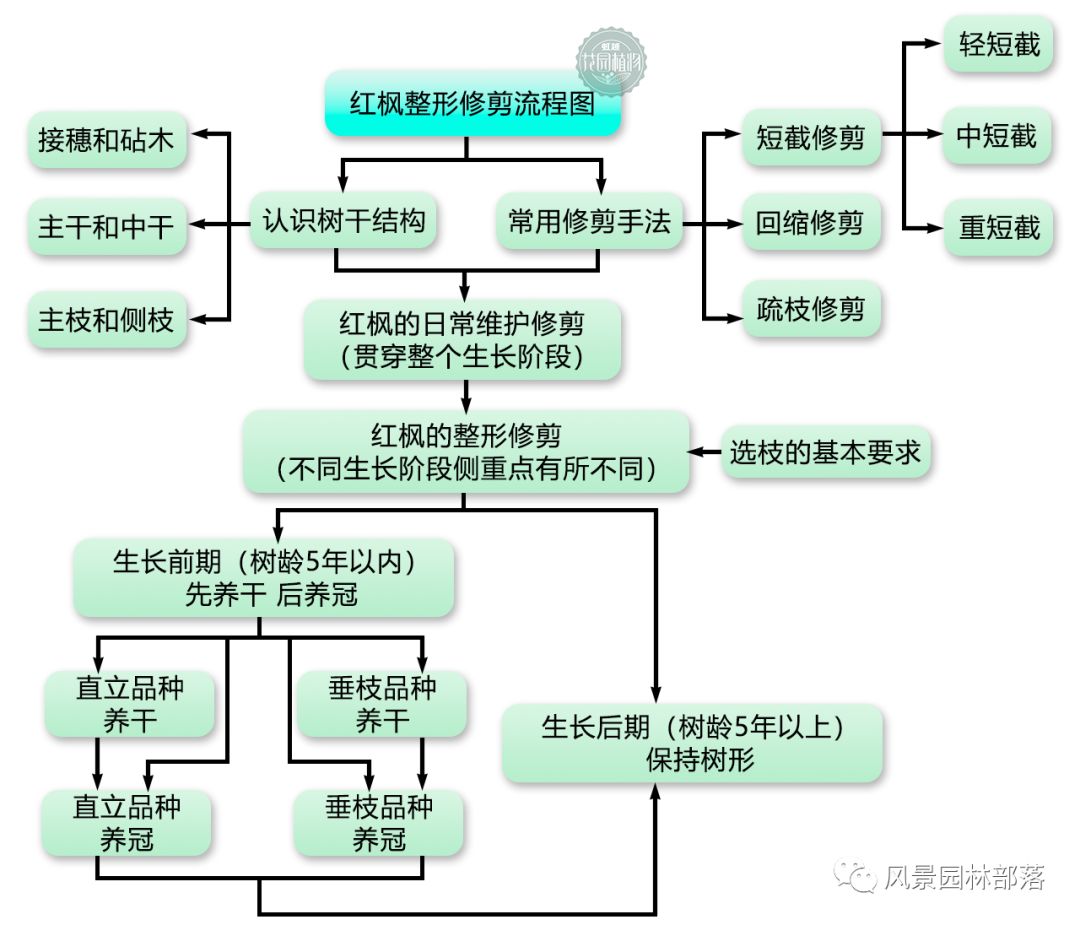 日本红枫红舞姬树形怎么修剪,盆栽红枫树修剪