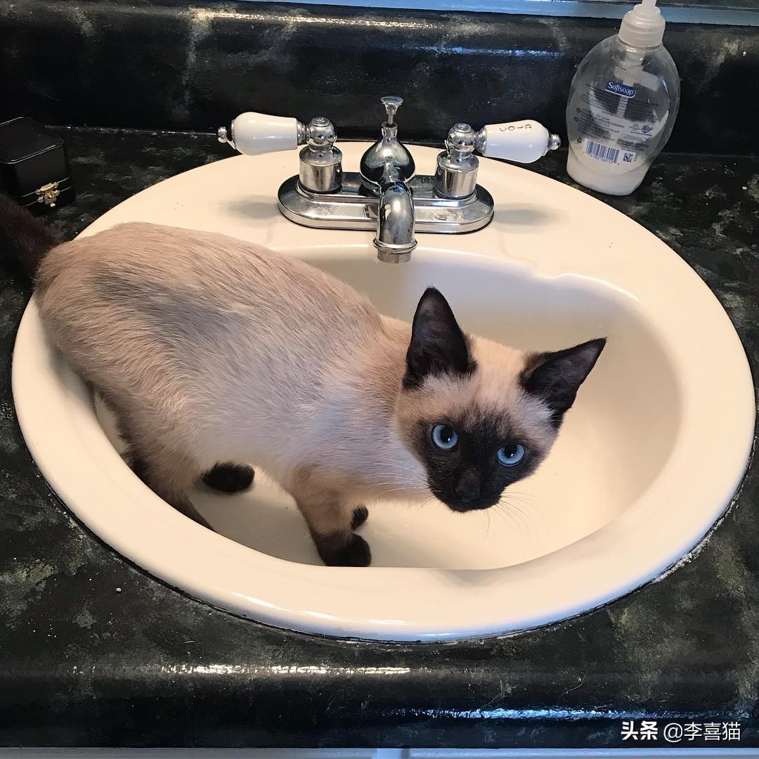 猫咪不出门有没有危害,猫咪不出门感染弓形虫几率大吗