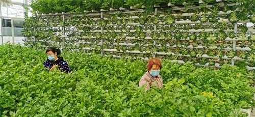 正值春季防疫工作的关键时期,春耕春管生产防疫两不误