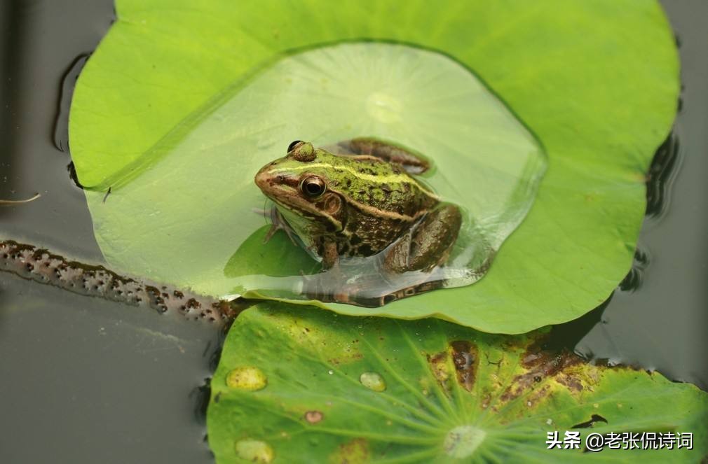 宋代古诗关于春的描写,宋代大诗人征集的关于春天的古诗