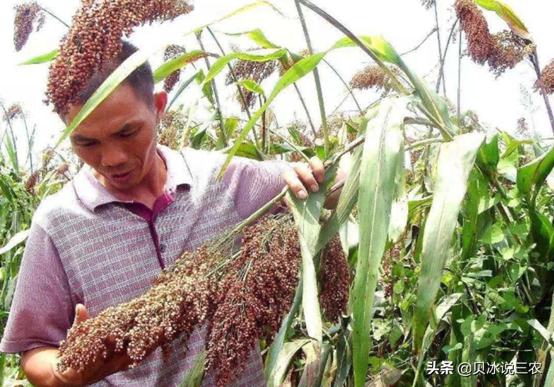 高粱种植技术和方法在线听,高粱种植技术和管理方法
