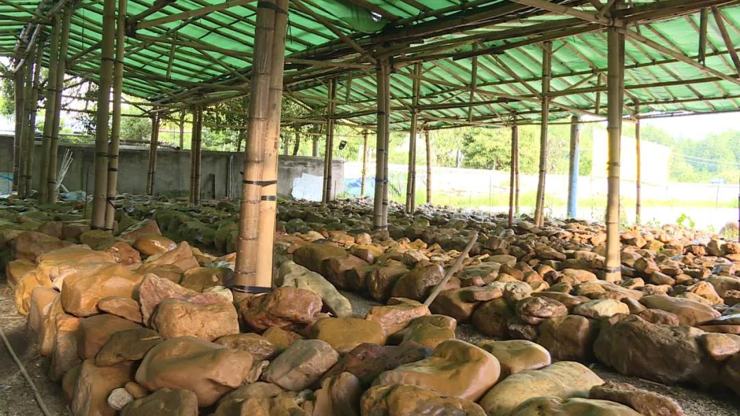 6年涨1万倍，转眼跌下神坛，「疯狂的石头」是怎样被打回原形的