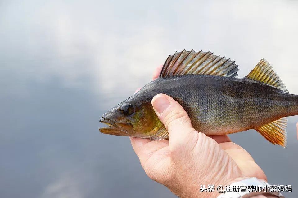 补充dha和不补充的有什么区别,补充dha的十大坏处