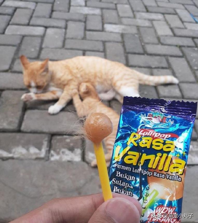 网友看到猫咪身上插了一根小棍，以为是虐猫，扒开毛后笑翻