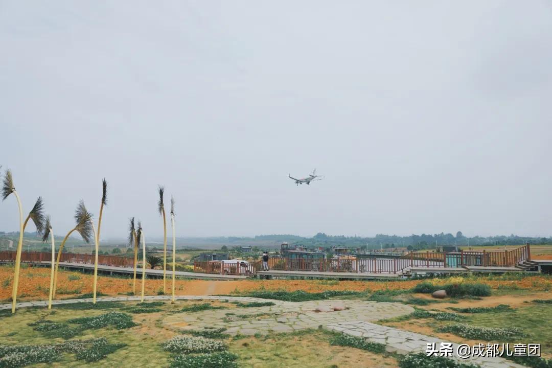 双流空港体育公园看飞机攻略,周末去空港花田