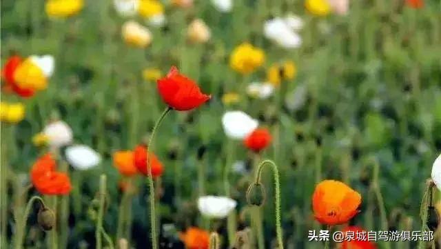 济南周边自驾1-2小时的好去处,2021济南出发五一自驾游推荐