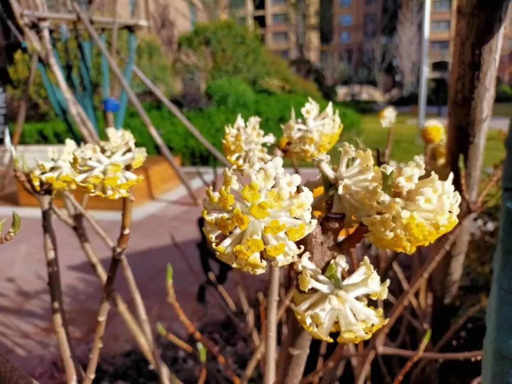 中南广场二期十号楼,中南广场两梯