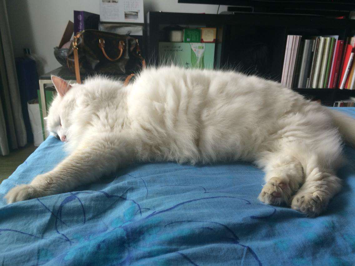 猫咪老了如何安乐死,猫咪注意事项及护理方法